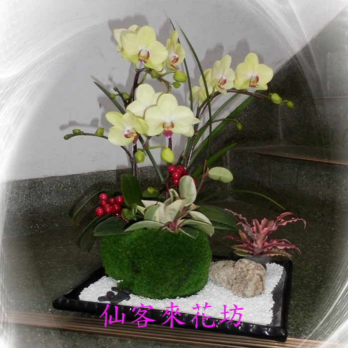 【O-005】蘭花盆栽:蝴蝶蘭花盆栽、-3株蝴蝶蘭造型組合盆栽