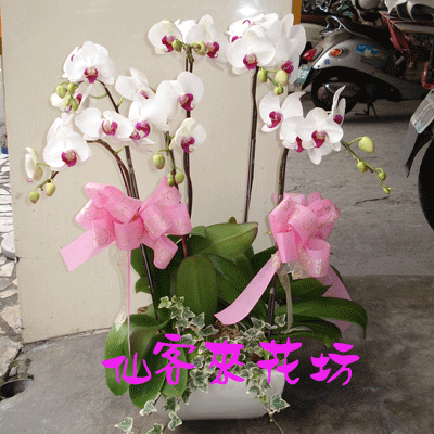 【O-312】蘭花盆栽 蝴蝶蘭花盆栽(6株)