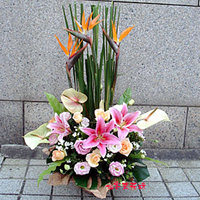 【A-090】花店精選:祝賀桌上盆花、盆花-厚生利用