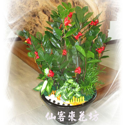 【P-022】祝賀盆栽,開幕盆栽-金錢樹盆栽(桌上型)