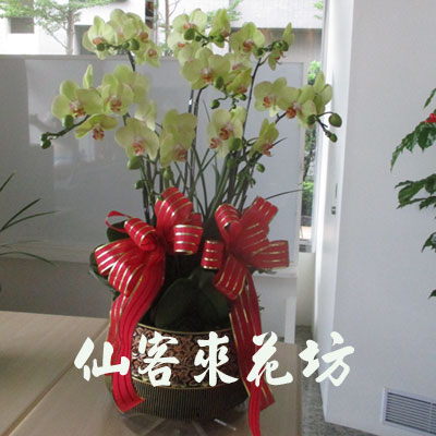 【O-837】蘭花盆栽,蘭花盆栽 蝴蝶蘭花盆栽(8株)