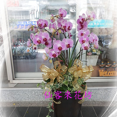 【O-710】蝴蝶蘭花 蘭花盆栽-蝴蝶蘭花盆栽、7株粉蝴蝶蘭