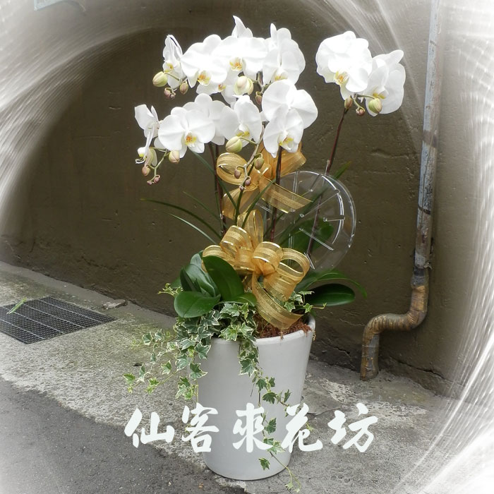 【O-556】蘭花盆栽 蝴蝶蘭花盆栽(5株)