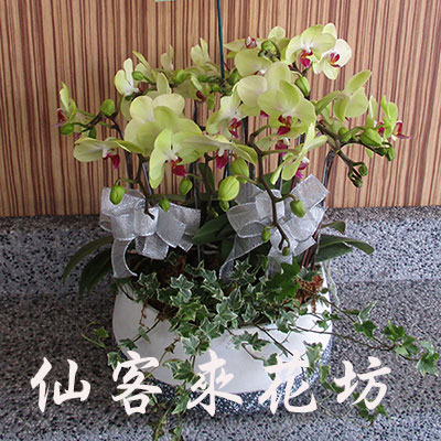 【O-660】蝴蝶蘭-蝴蝶蘭花盆栽、檸檬黃蝴蝶蘭