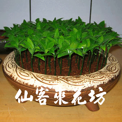 【P-020】室內盆栽-桌上型盆栽-組合盆栽-日本艾草盆栽