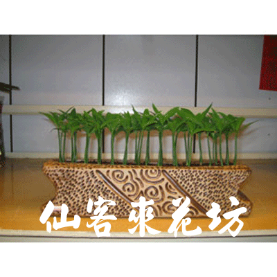 【P-028】室內盆栽-桌上型盆栽-組合盆栽-日本艾草盆栽